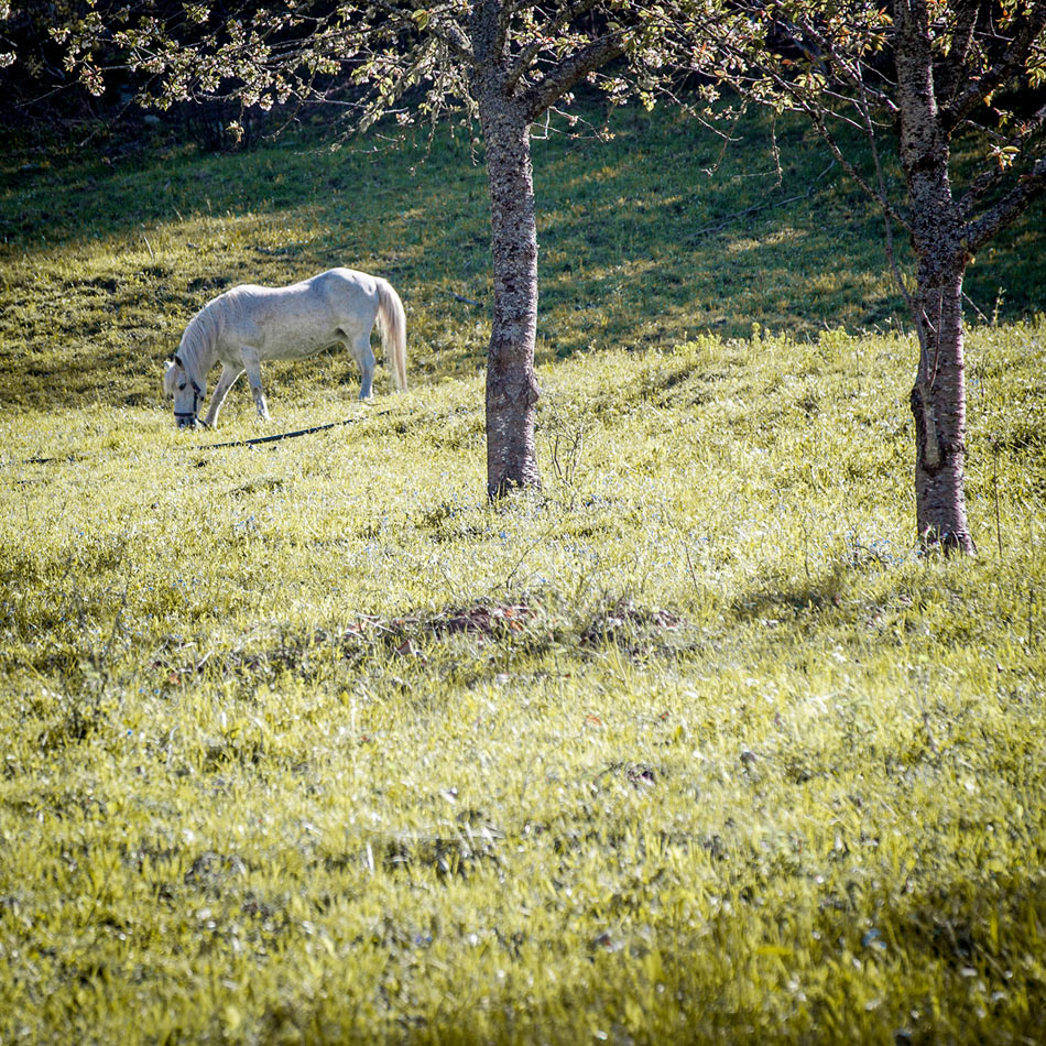 escursioni in montagna e fauna locale